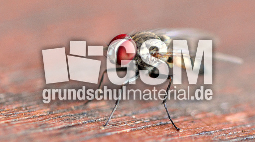 Stubenfliege (5).jpg